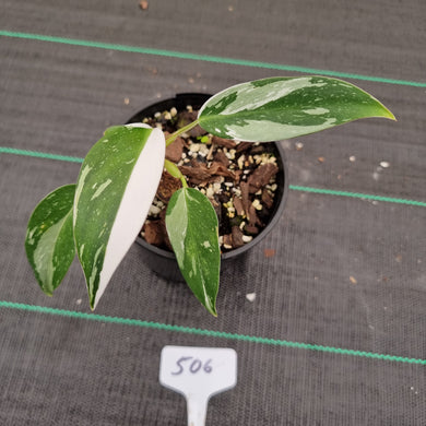 #506 Philodendron White Princess