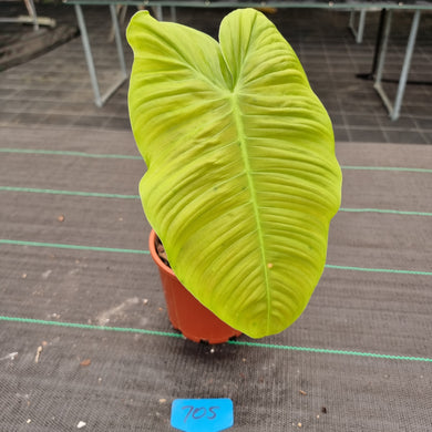 #705 Philodendron Tenue - Well rooted tip cutting