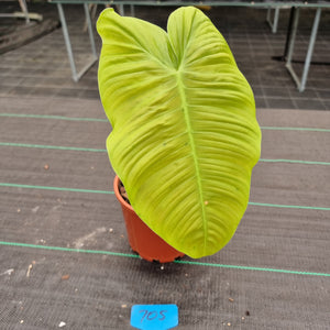 #705 Philodendron Tenue - Well rooted tip cutting