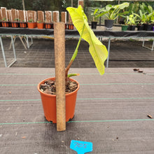Load image into Gallery viewer, #705 Philodendron Tenue - Well rooted tip cutting