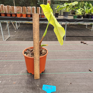 #705 Philodendron Tenue - Well rooted tip cutting