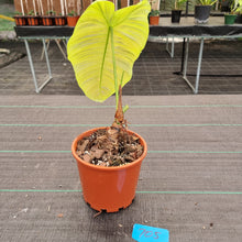Load image into Gallery viewer, #705 Philodendron Tenue - Well rooted tip cutting