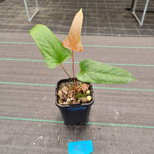 Load image into Gallery viewer, #102 Anthurium Bogotense