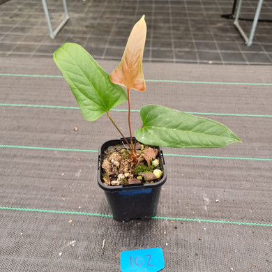 #102 Anthurium Bogotense