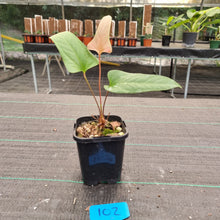 Load image into Gallery viewer, #102 Anthurium Bogotense