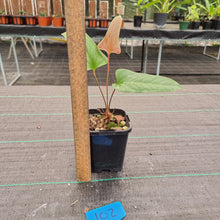 Load image into Gallery viewer, #102 Anthurium Bogotense