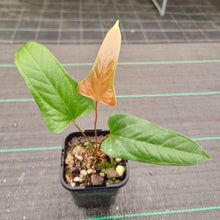 Load image into Gallery viewer, #102 Anthurium Bogotense