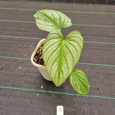 #19 Philodendron Silver Cloud