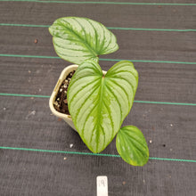 Load image into Gallery viewer, #19 Philodendron Silver Cloud