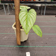 Load image into Gallery viewer, #19 Philodendron Silver Cloud