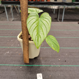 #19 Philodendron Silver Cloud