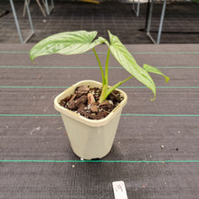 Load image into Gallery viewer, #19 Philodendron Silver Cloud