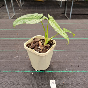 #19 Philodendron Silver Cloud