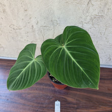 Load image into Gallery viewer, #40 Philodendron Gloriosum