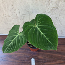 Load image into Gallery viewer, #40 Philodendron Gloriosum