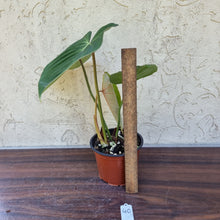 Load image into Gallery viewer, #40 Philodendron Gloriosum