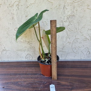 #40 Philodendron Gloriosum