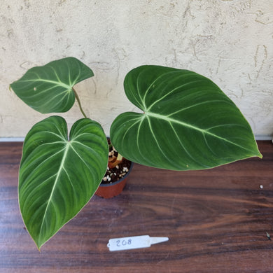 #208 Philodendron Gloriosum