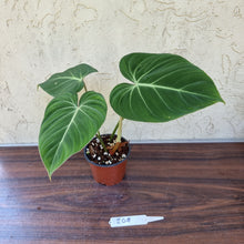 Load image into Gallery viewer, #208 Philodendron Gloriosum