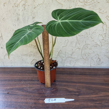 Load image into Gallery viewer, #208 Philodendron Gloriosum