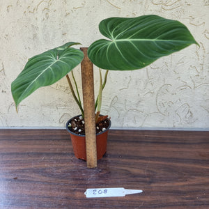 #208 Philodendron Gloriosum