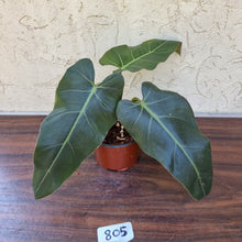 Load image into Gallery viewer, #805 Philodendron Maximum