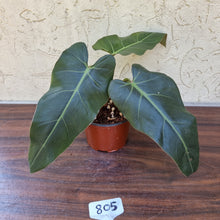 Load image into Gallery viewer, #805 Philodendron Maximum