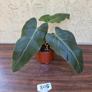 #805 Philodendron Maximum