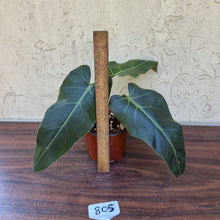 Load image into Gallery viewer, #805 Philodendron Maximum