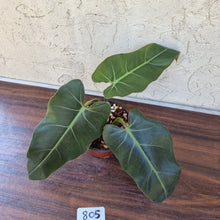 Load image into Gallery viewer, #805 Philodendron Maximum