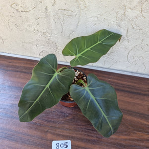 #805 Philodendron Maximum