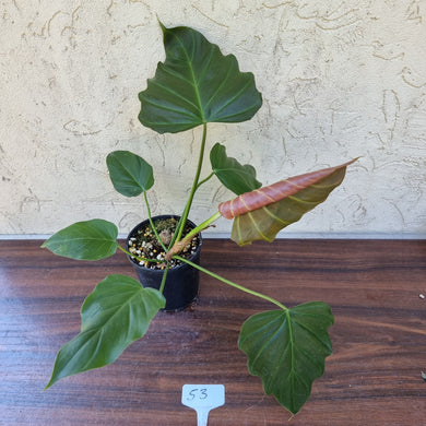 #53 Philodendron Corsinianum / 'Bronze Shield'