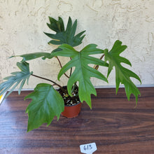Load image into Gallery viewer, #613 Philodendron Mayoi