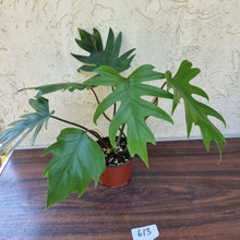 Load image into Gallery viewer, #613 Philodendron Mayoi