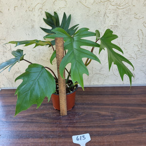 #613 Philodendron Mayoi