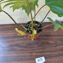 Load image into Gallery viewer, #613 Philodendron Mayoi