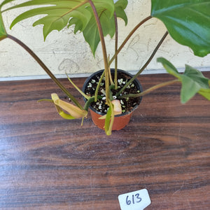 #613 Philodendron Mayoi