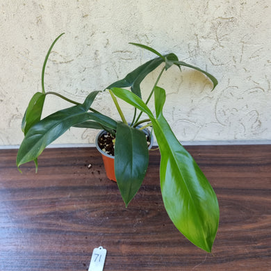 #71 Philodendron 69686 - 'Big Ears'