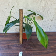 Load image into Gallery viewer, #71 Philodendron 69686 - &#39;Big Ears&#39;