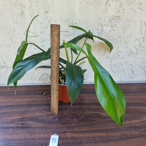 #71 Philodendron 69686 - 'Big Ears'