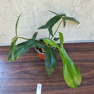 #71 Philodendron 69686 - 'Big Ears'