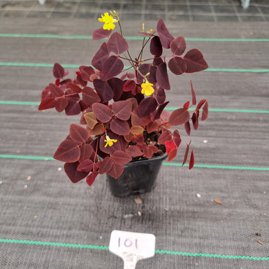 #101 Oxalis Hedysaroides - Fire Fern