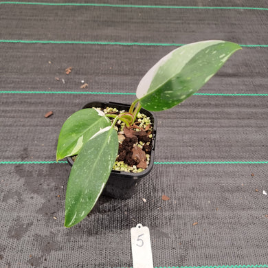 #5 Philodendron White Princess