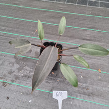 Load image into Gallery viewer, #612 Philodendron Black Knight