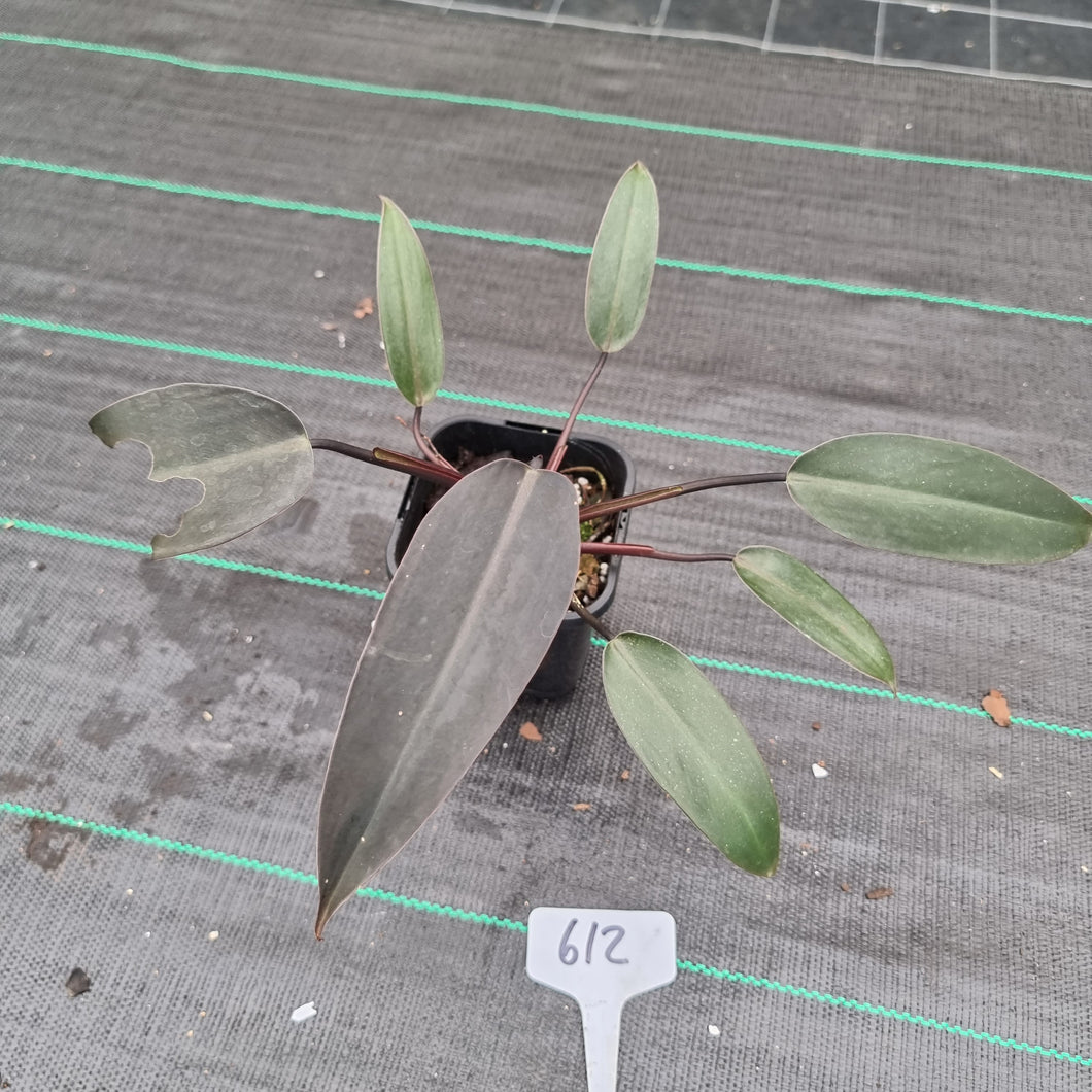 #612 Philodendron Black Knight