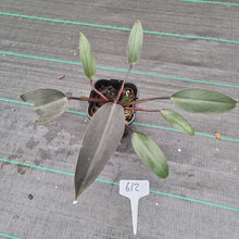 Load image into Gallery viewer, #612 Philodendron Black Knight