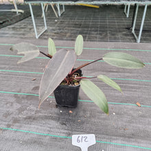 Load image into Gallery viewer, #612 Philodendron Black Knight