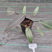 Load image into Gallery viewer, #612 Philodendron Black Knight