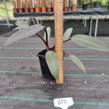 Load image into Gallery viewer, #612 Philodendron Black Knight