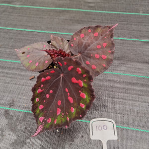 #100 Begonia unknown